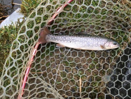 朽木渓流魚センタールアーフィールド